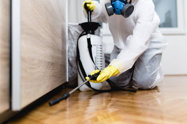 Best Flea Control Services  in Beloit, OH